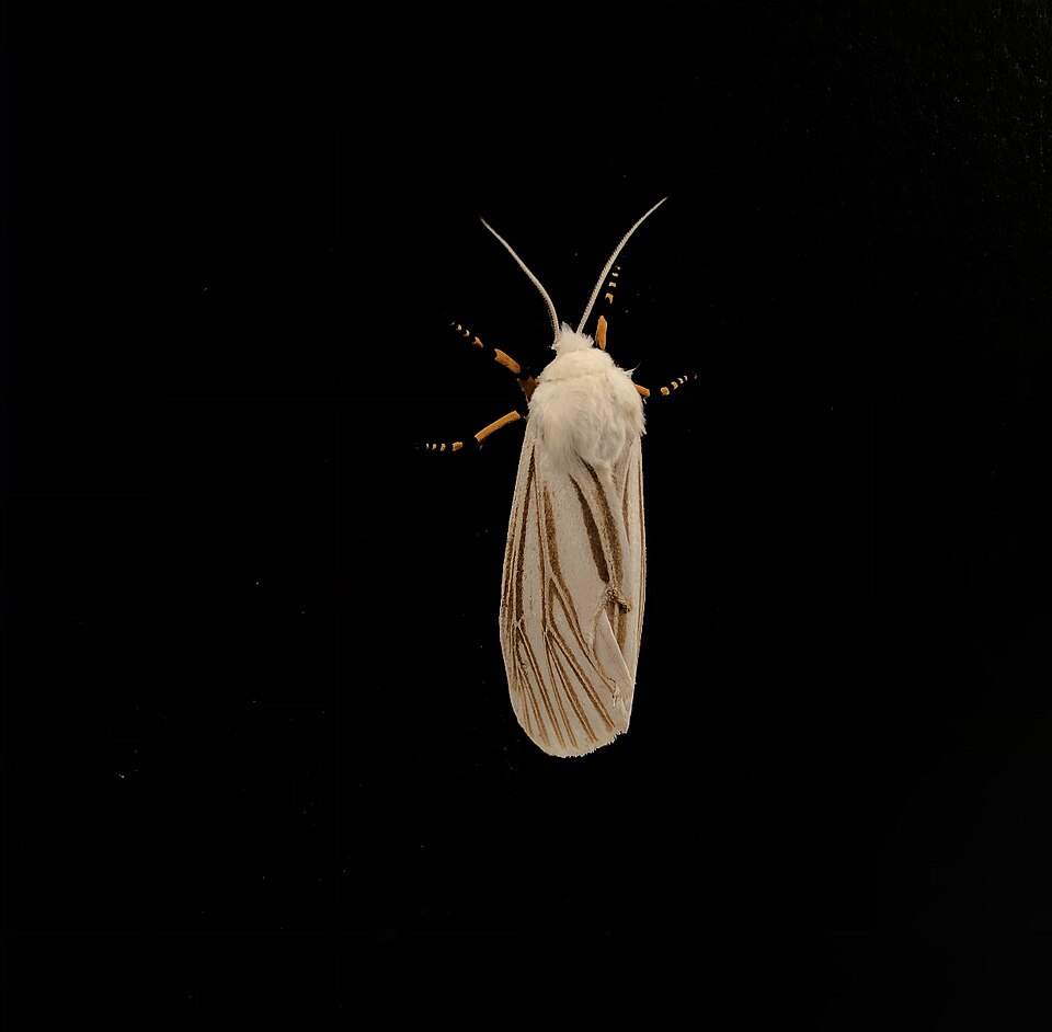 Photo of Echo moth