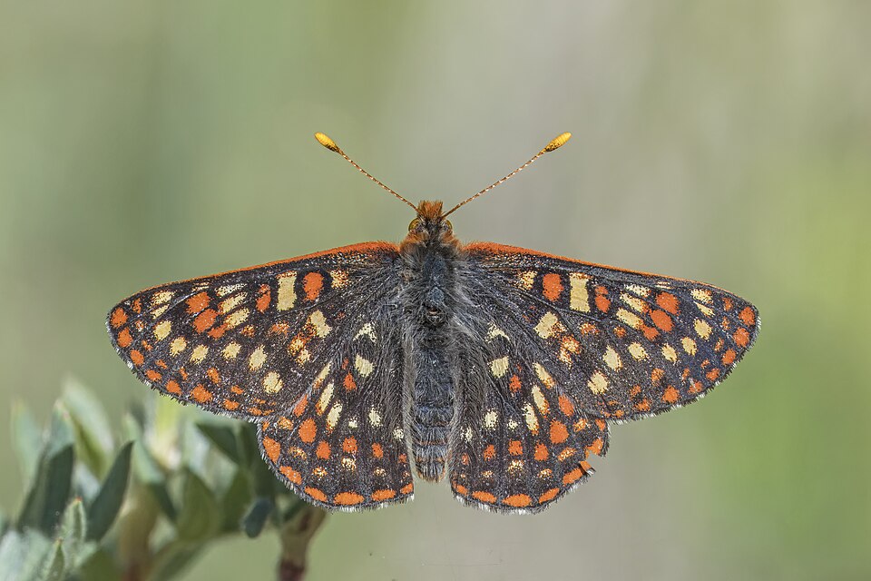 Photo of Edith's checkerspot