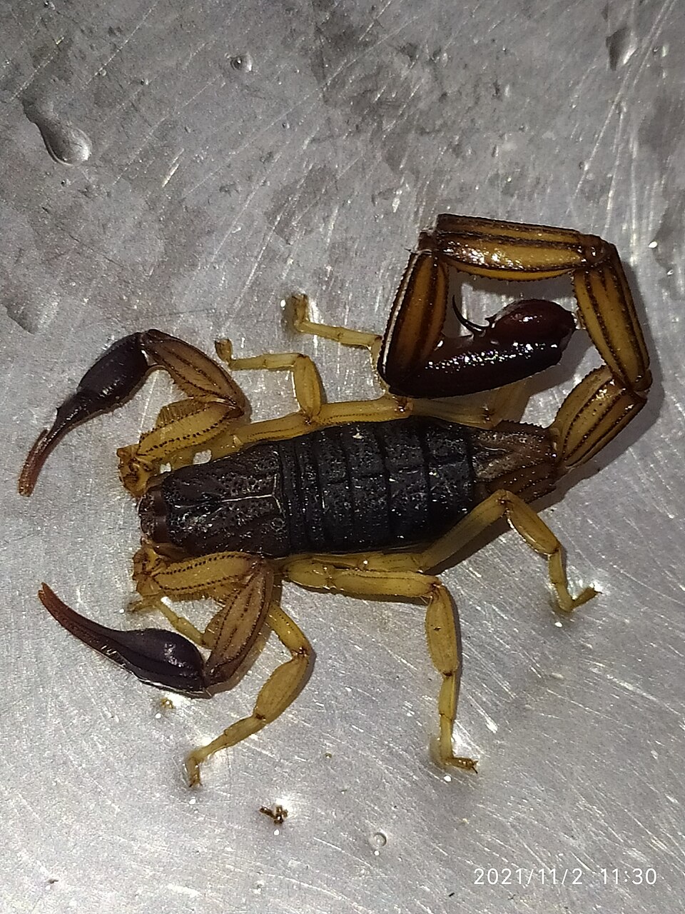 Photo of Edward's bark scorpion