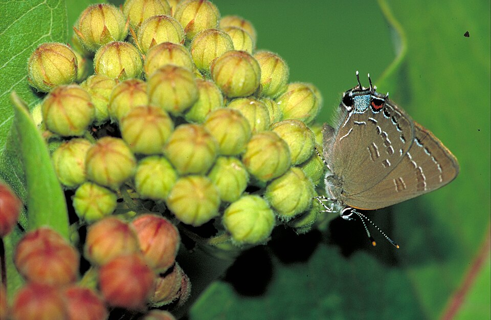 Photo of Edwards' hairstreak
