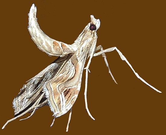 Photo of Eggplant leafroller moth