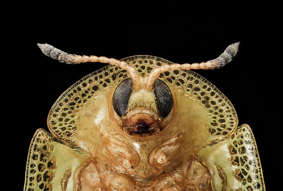 Photo of Eggplant tortoise beetle
