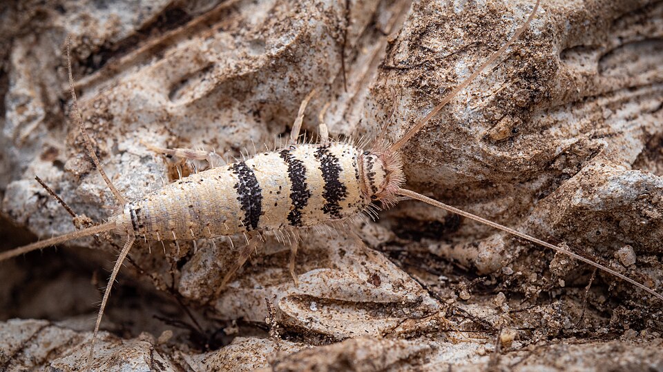 Photo of Egyptian firebrat