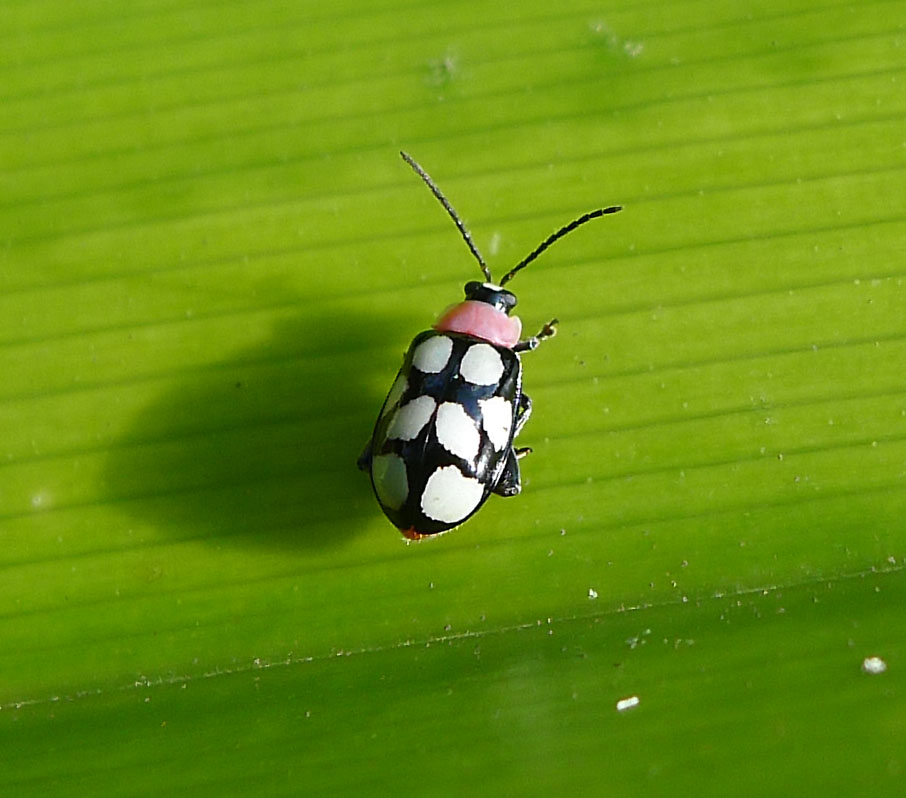 Photo of Eight-spotted flea beetle