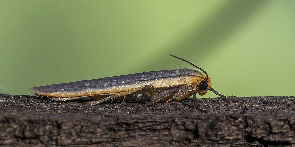 Photo of Common footman