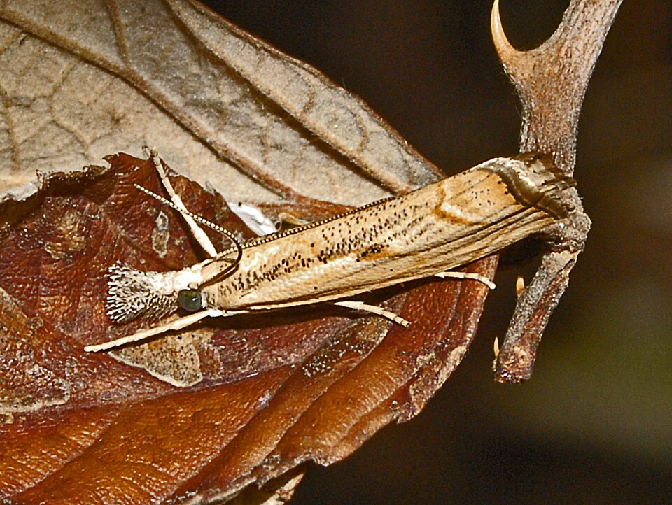 Photo of Elbow-striped grass-veneer