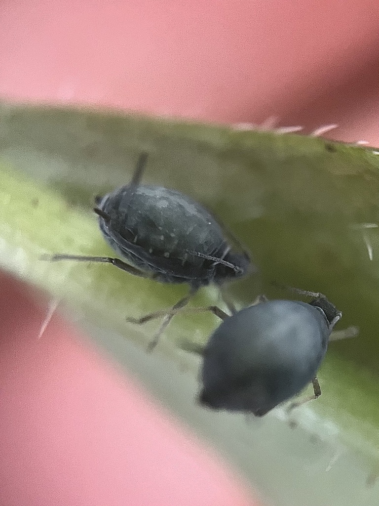 Photo of Elder aphid