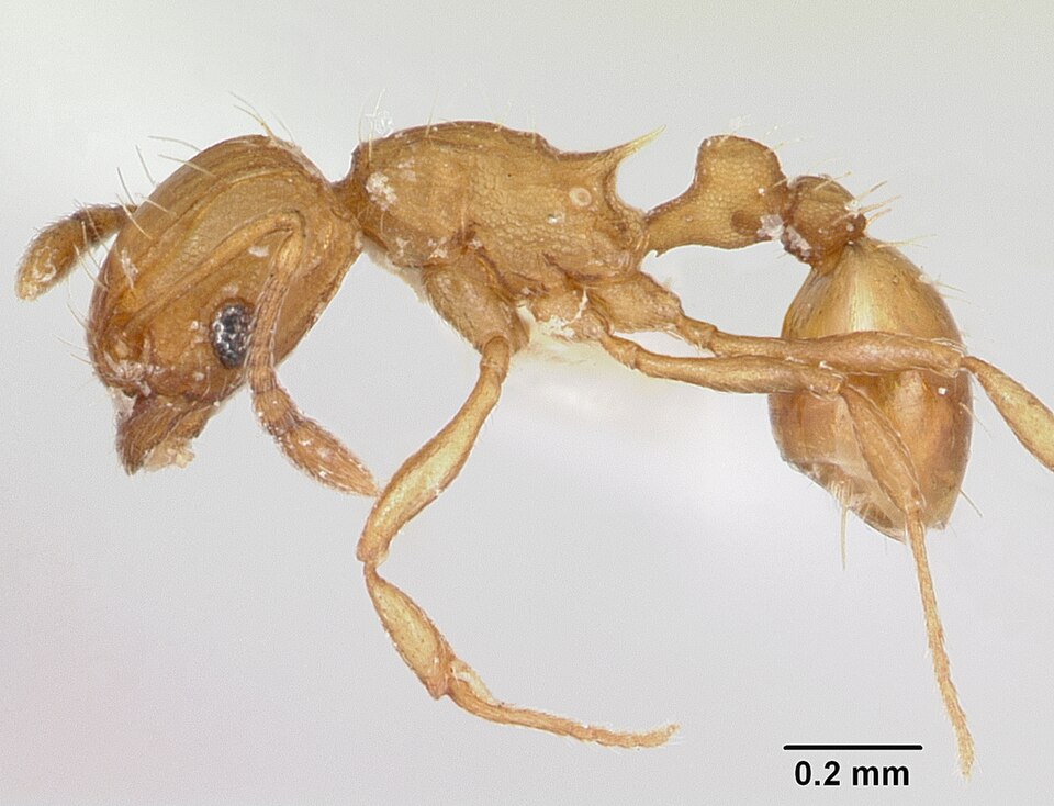 Photo of Electric ant