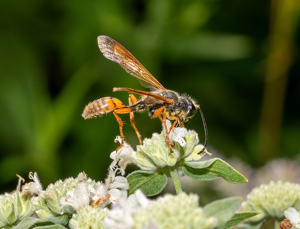 Photo of Elegant grass-carrying wasp