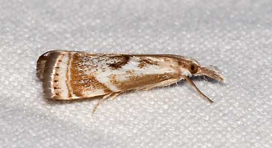Photo of Elegant grass-veneer