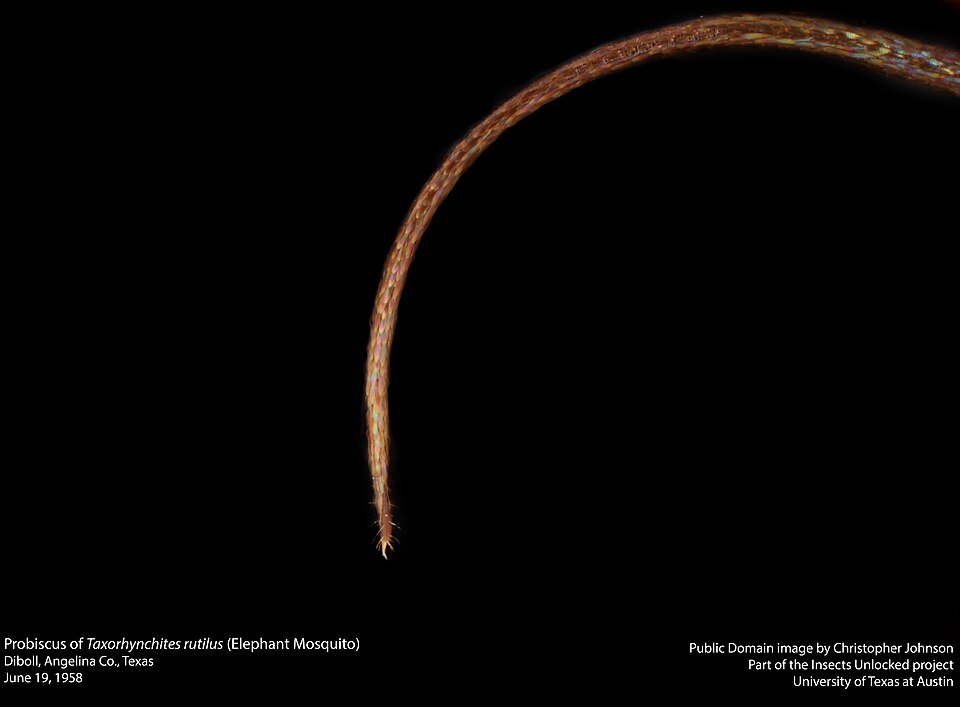 Photo of Elephant mosquito
