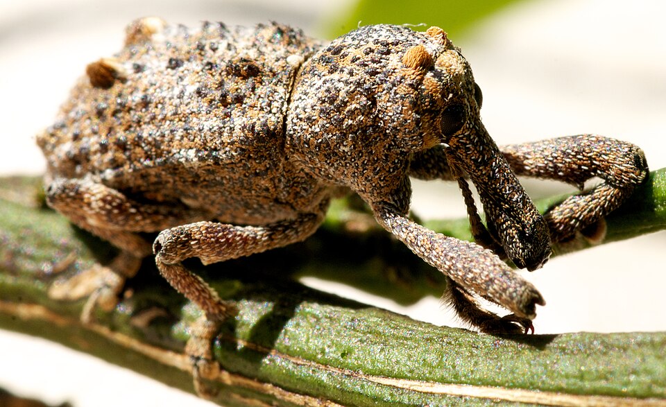 Photo of Elephant weevil