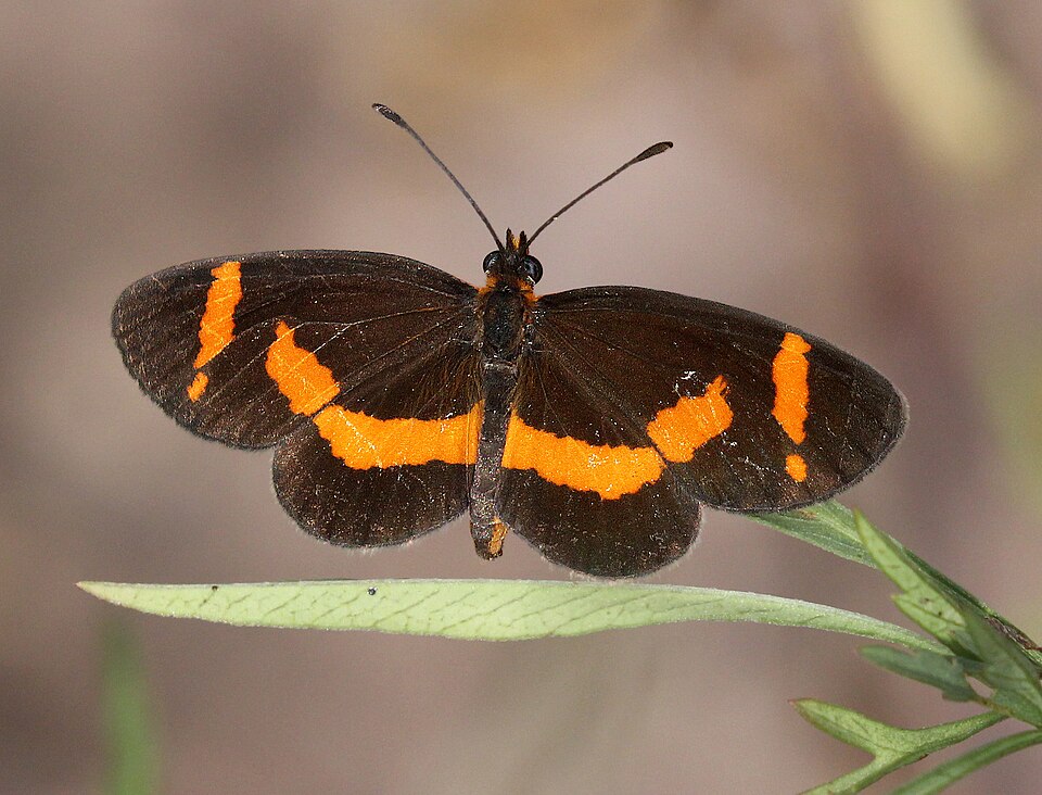 Photo of Elf butterfly