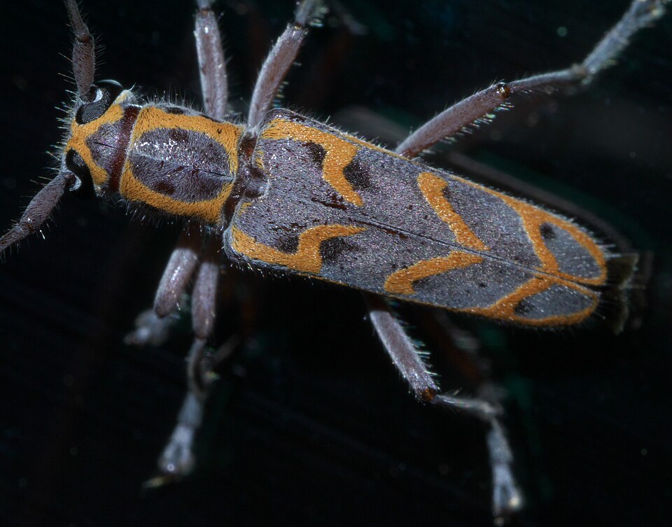 Photo of Elm borer