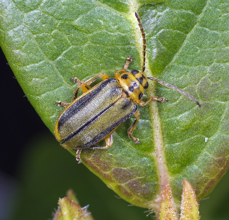 Photo of Elm leaf beetle