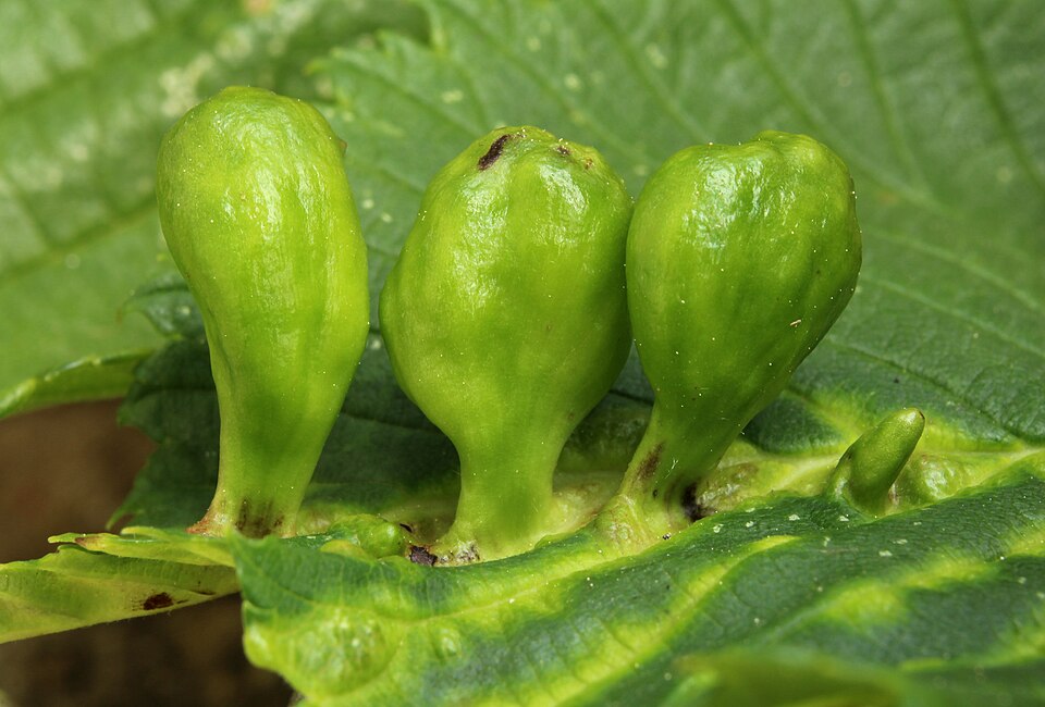 Photo of Elm sack gall aphid
