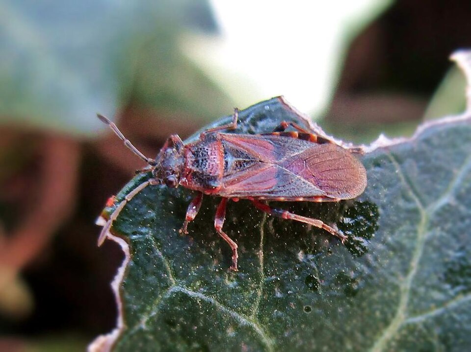 Photo of Elm seed bug