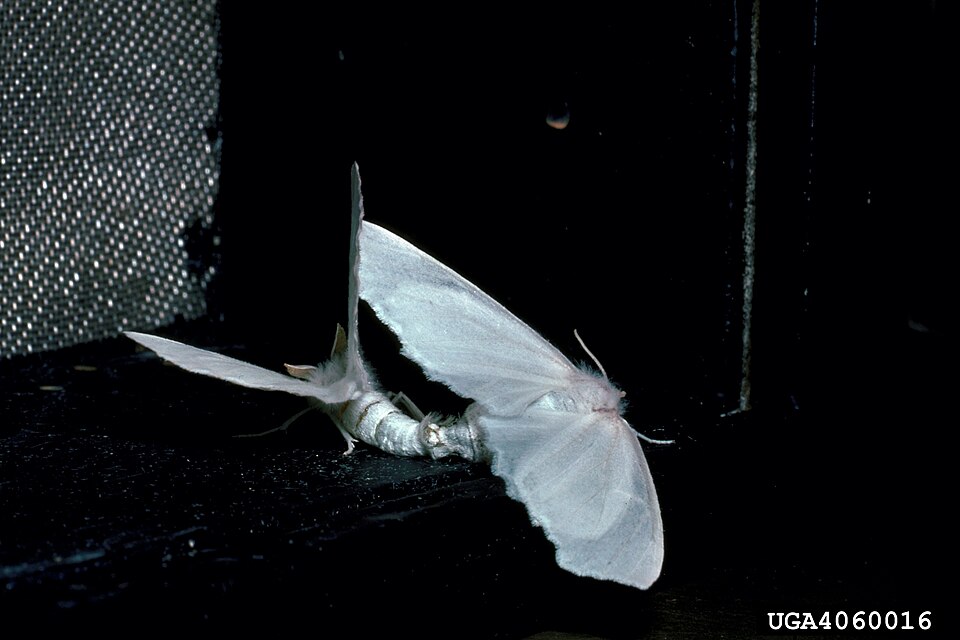 Photo of Elm spanworm moth