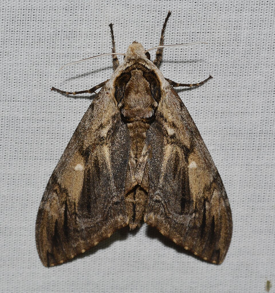 Photo of Elm sphinx