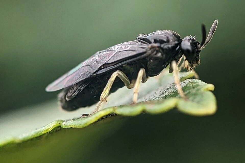 Photo of Elm zigzag sawfly