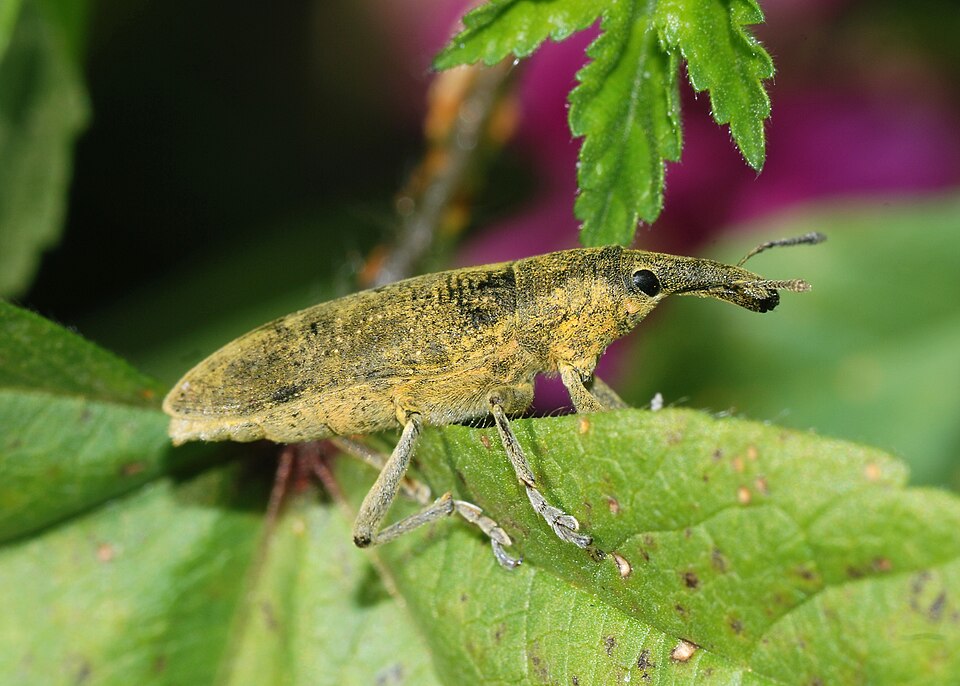 Photo of Elongated bean weevil