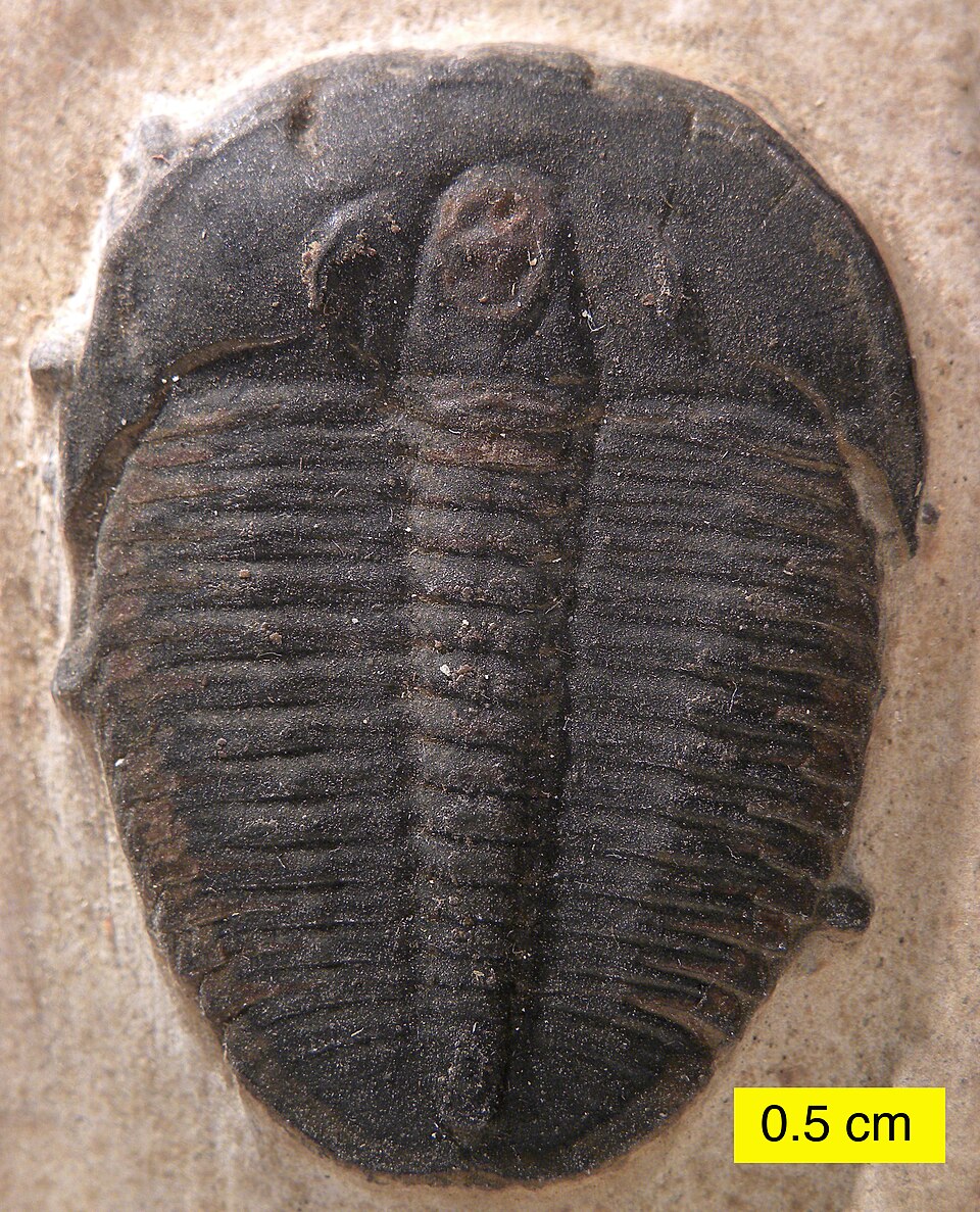 Photo of Elrathia