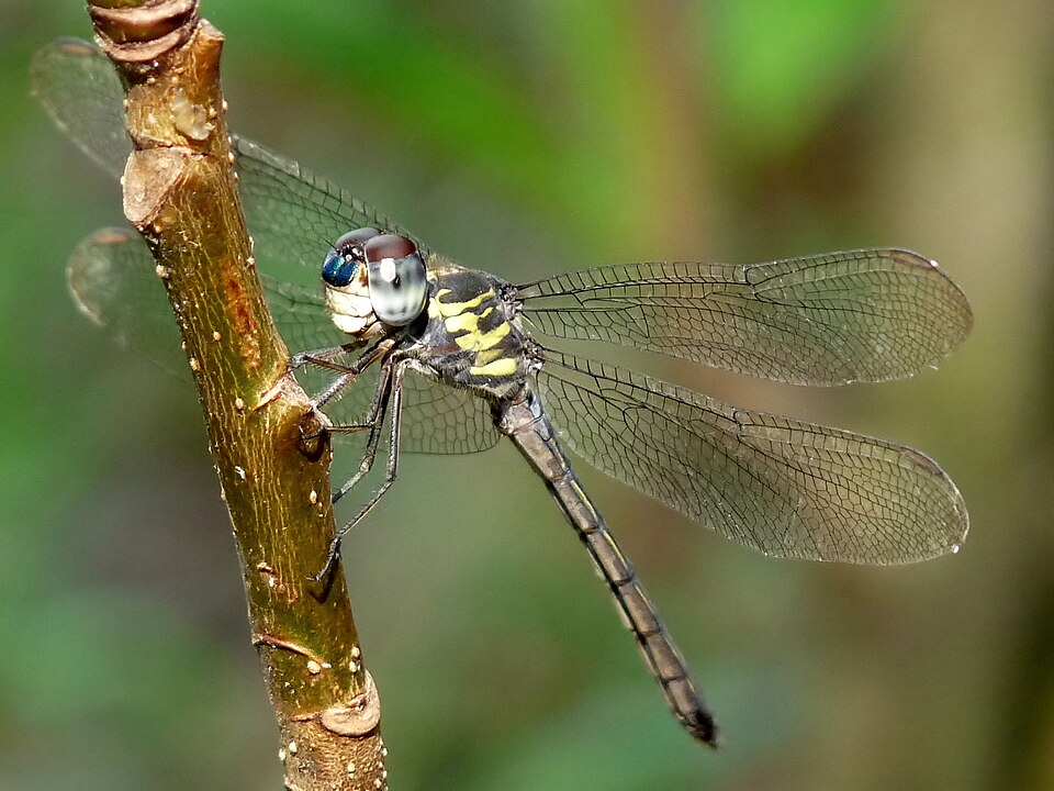 Photo of Emerald-banded skimmer