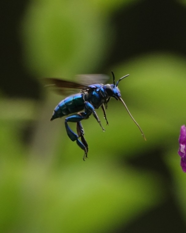 Photo of Emerald cuckoo-orchid bee