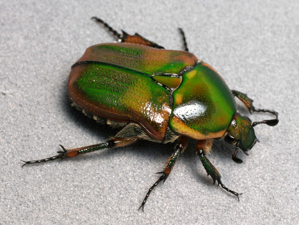 Photo of Emerald euphoria