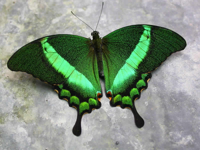 Photo of Emerald swallowtail
