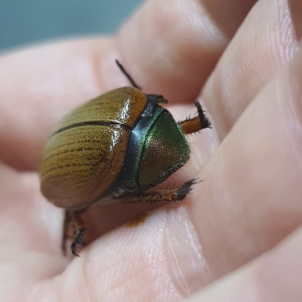 Photo of Emerald tip beetle