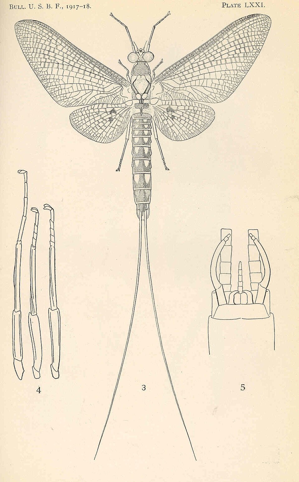 Photo of Emergent mayfly