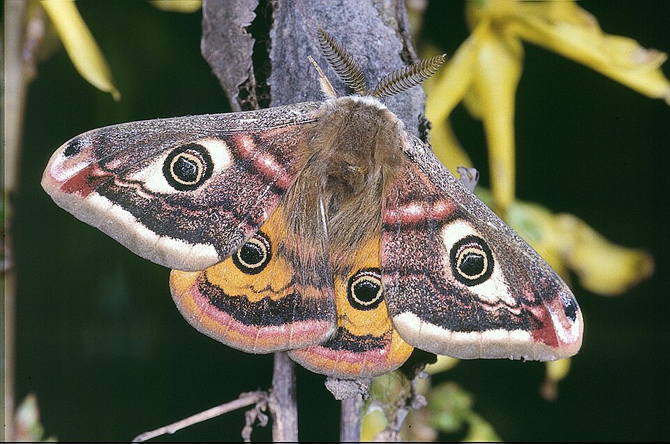 Photo of Emperor moth