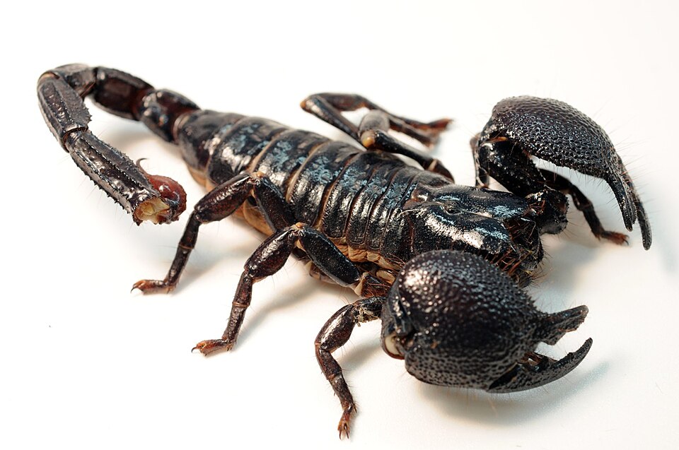 Photo of Emperor scorpion