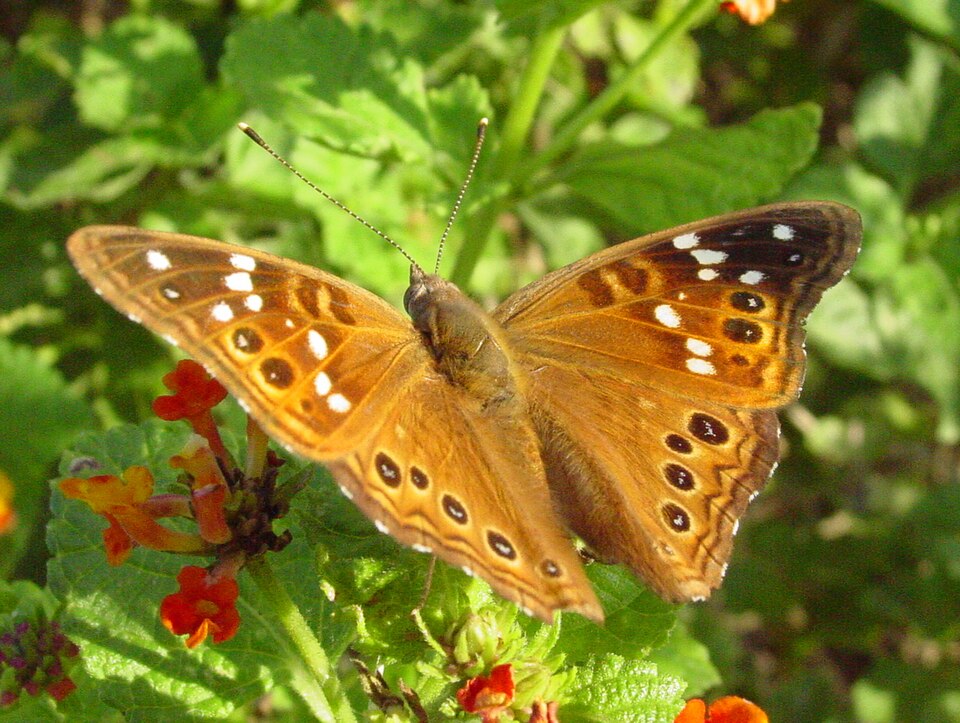 Photo of Empress Leilia