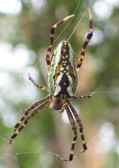 Photo of Enamelled spider