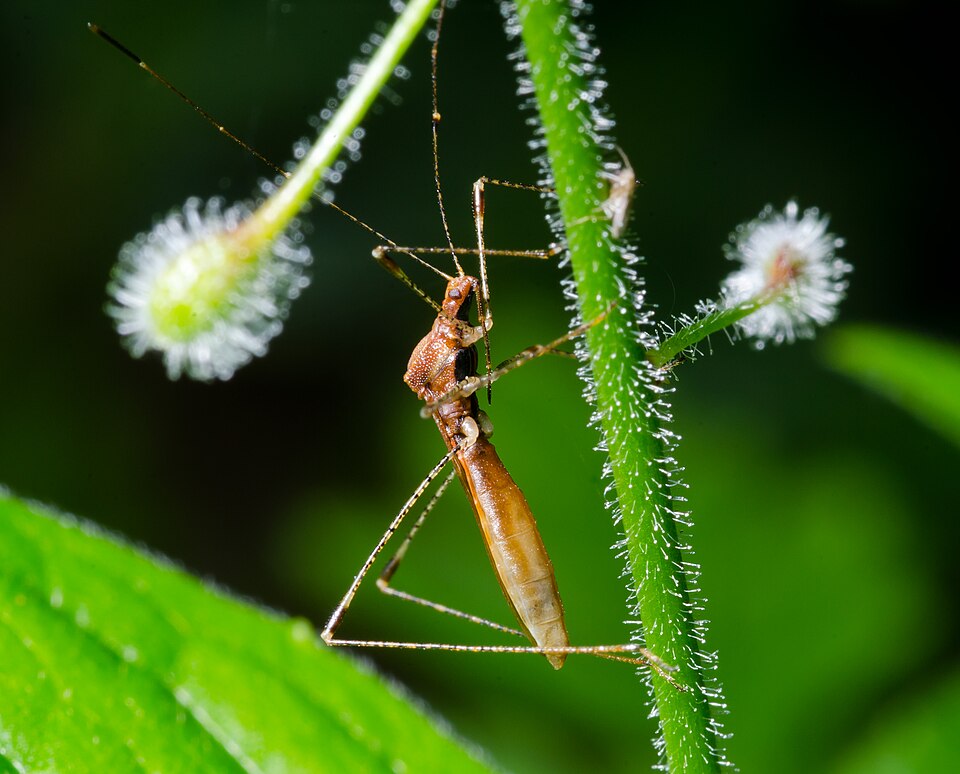 Photo of Enchanter's stiltbug