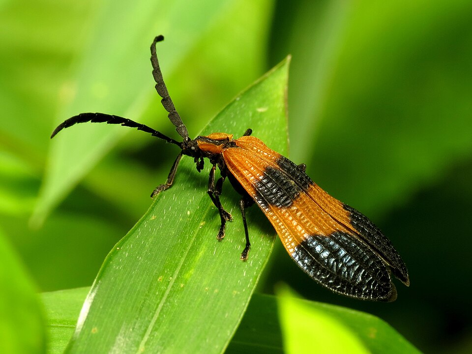 Photo of End band net-winged beetle