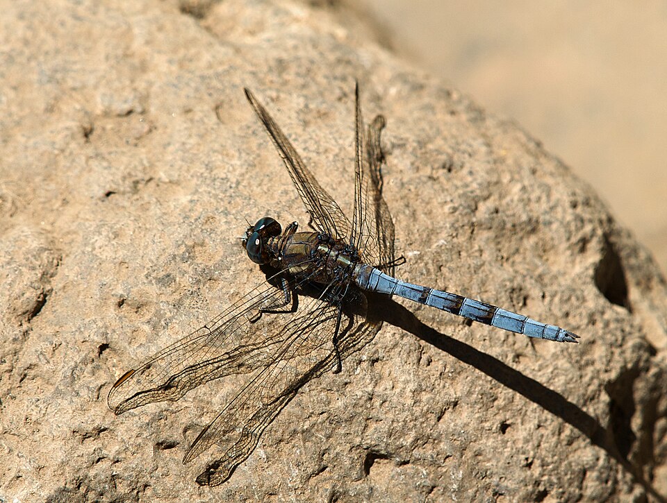 Photo of Epaulet skimmer