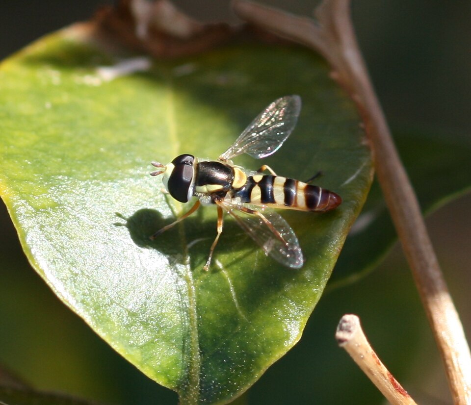 Photo of Epauletted hover fly