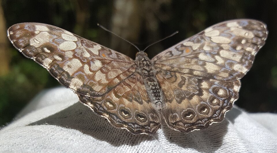 Photo of Epinome cracker
