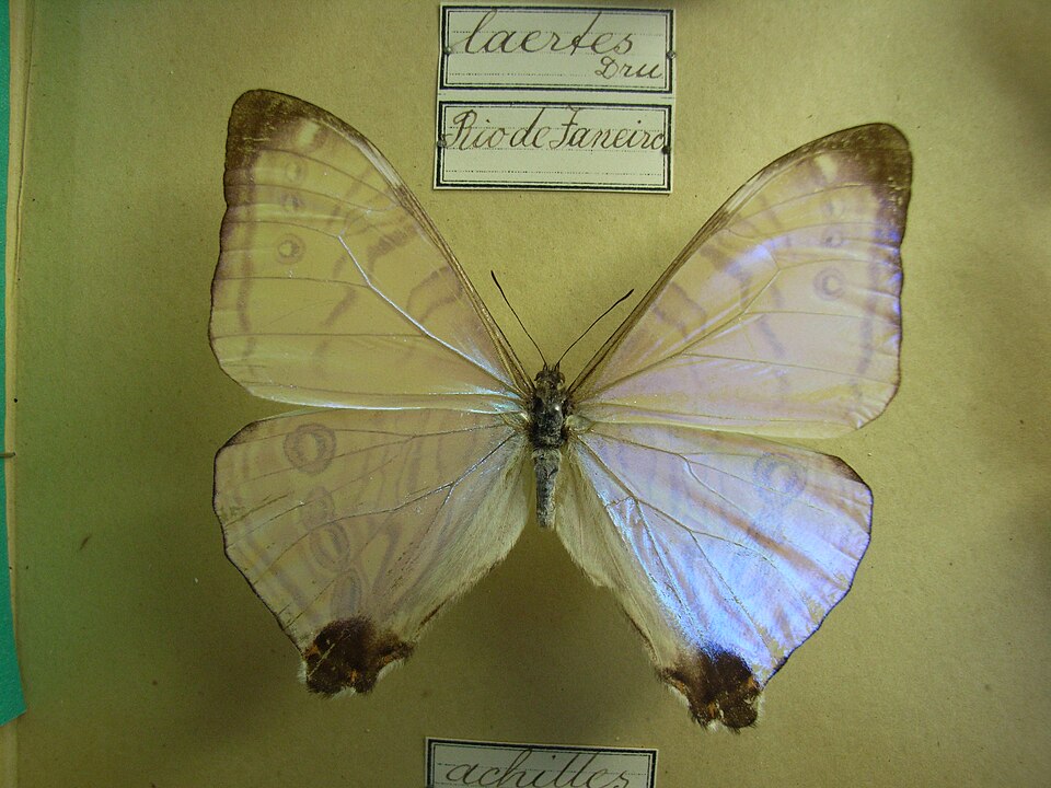 Photo of Epistrophus white morpho