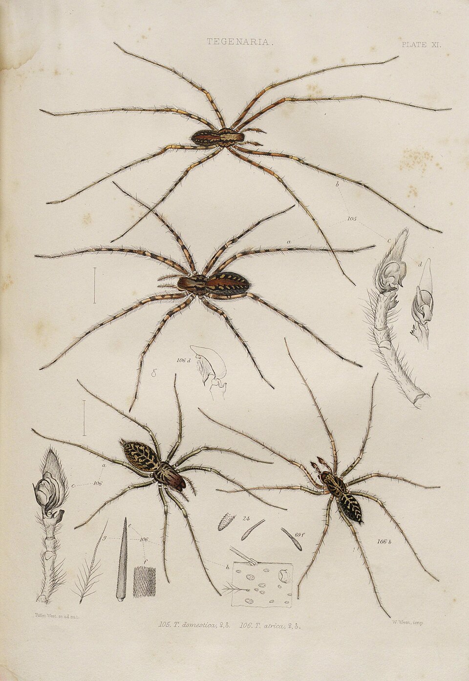 Photo of Giant house spider