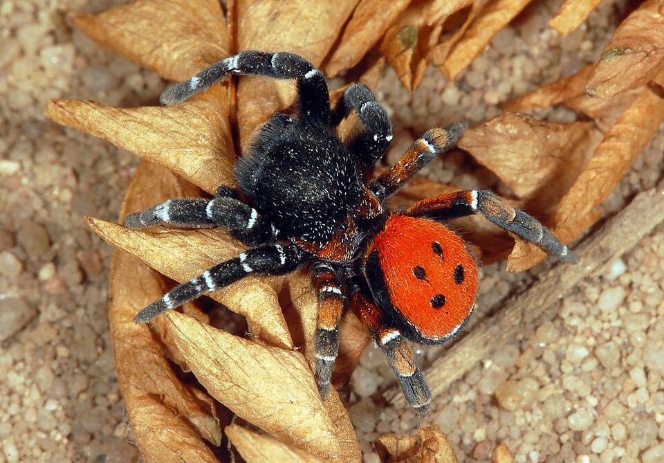 Photo of Ladybird spider