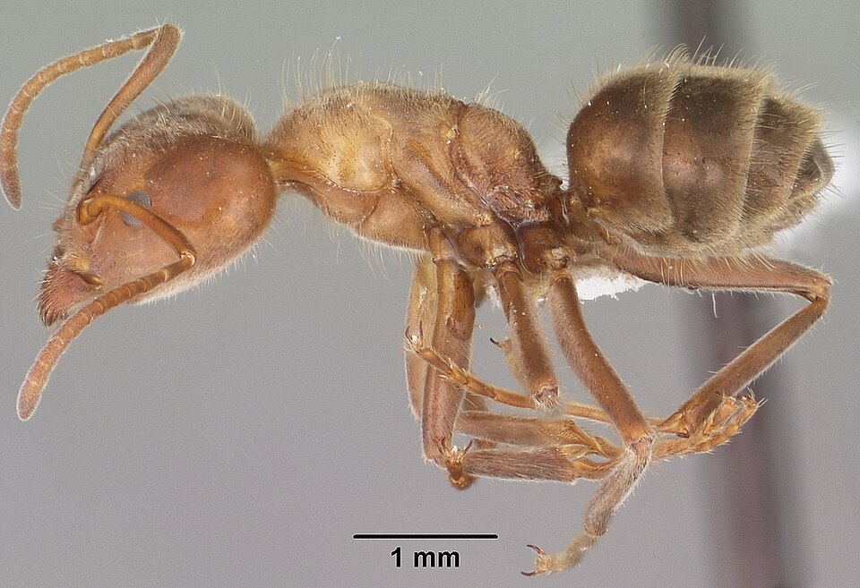 Photo of Escamolera ant
