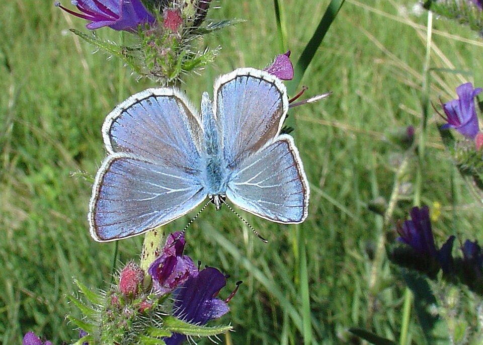 Photo of Escher's blue