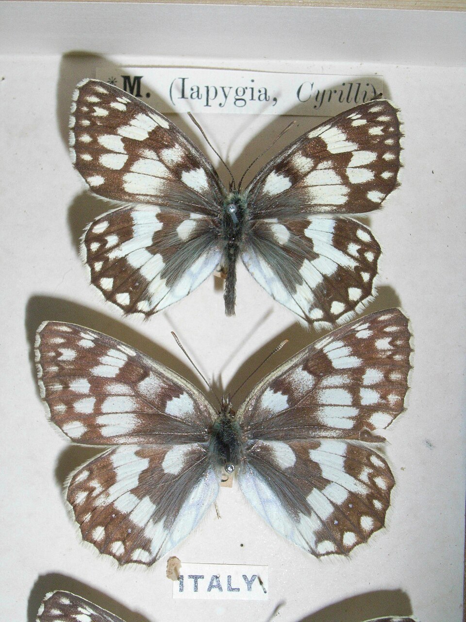 Photo of Esper's marbled white