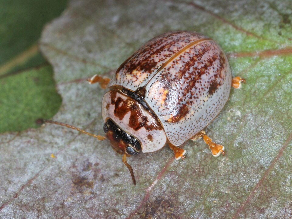 Photo of Eucalyptus leaf beetle