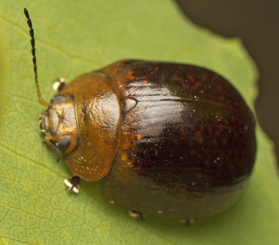 Photo of Eucalyptus variegated beetle