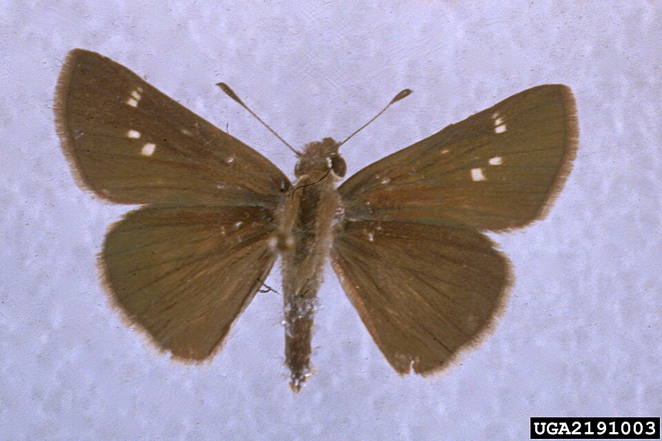 Photo of Eufala skipper